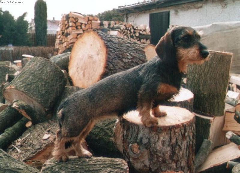 Foto: Jezevčík na vyhlídce-Jezevčík na vyhlídce
