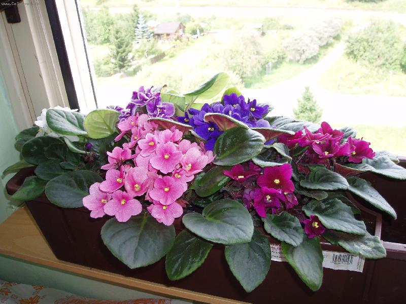 Foto: kvetou již půl roku