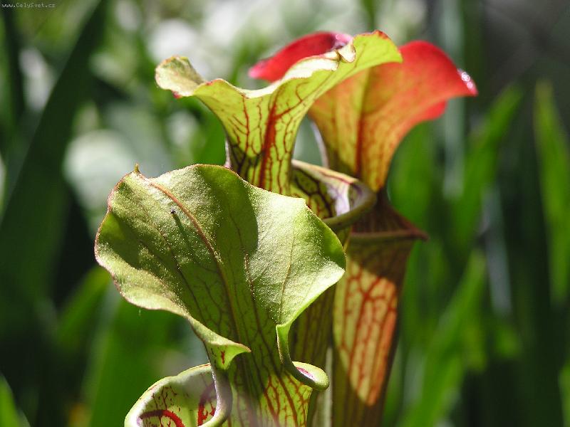 Foto: Sarracenia flava-masožravka