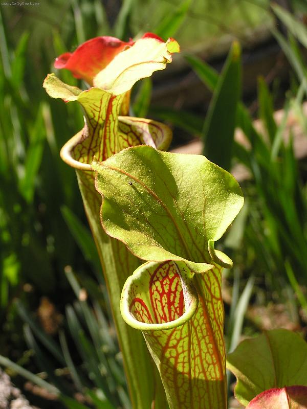 Foto: Sarracenia flava-masožravka