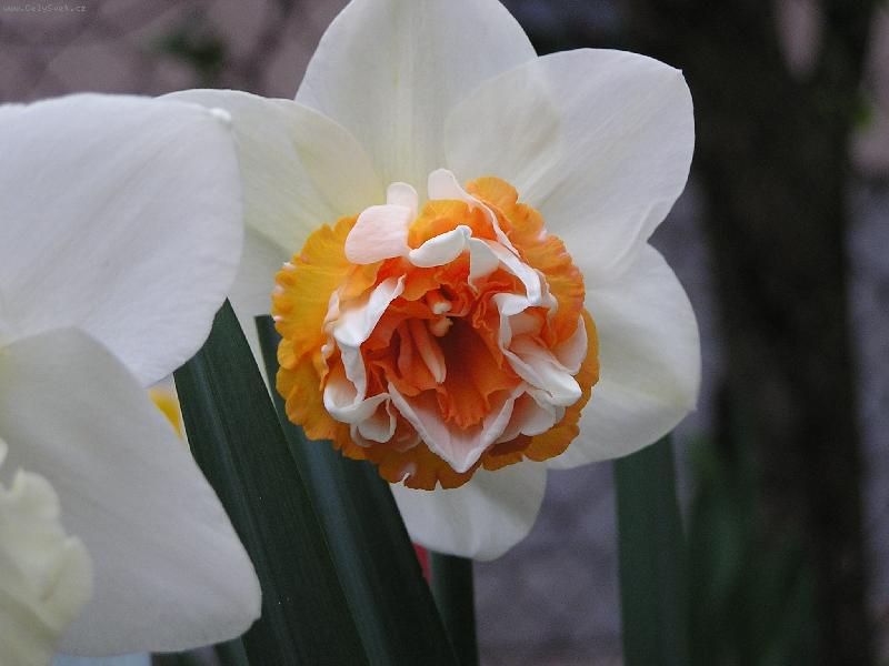 Foto: narcis