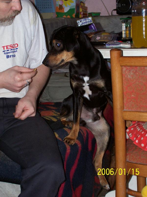 Foto: co bude k papu?-Sam sedí u stolu