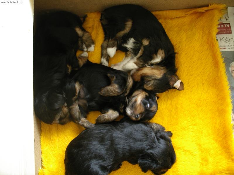 Foto: Mrňousci...-Zlatíčka nemyslíte?