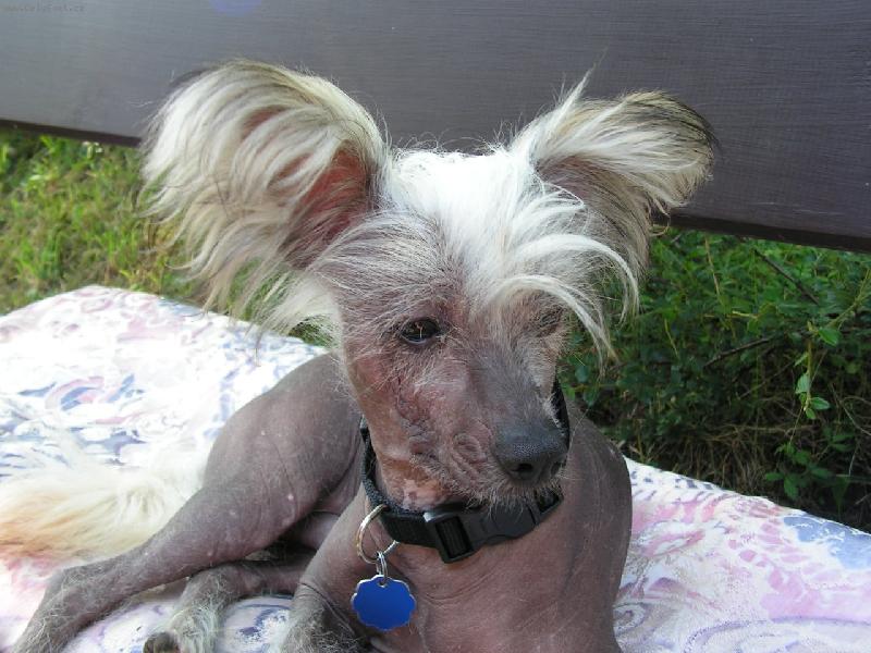 Foto: nemám kožíšek