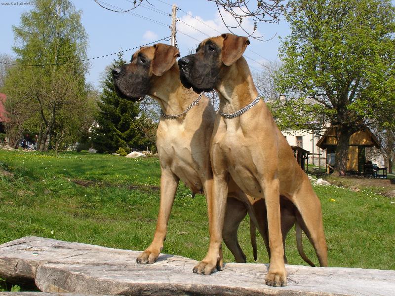 Foto: Akki+AIRIS-poctivě hlídame!!!!