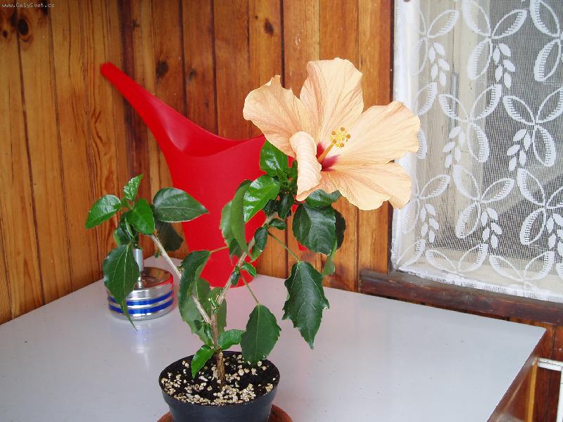 Foto: krása-jsem nízkého vzrůstu,ale velkého květu