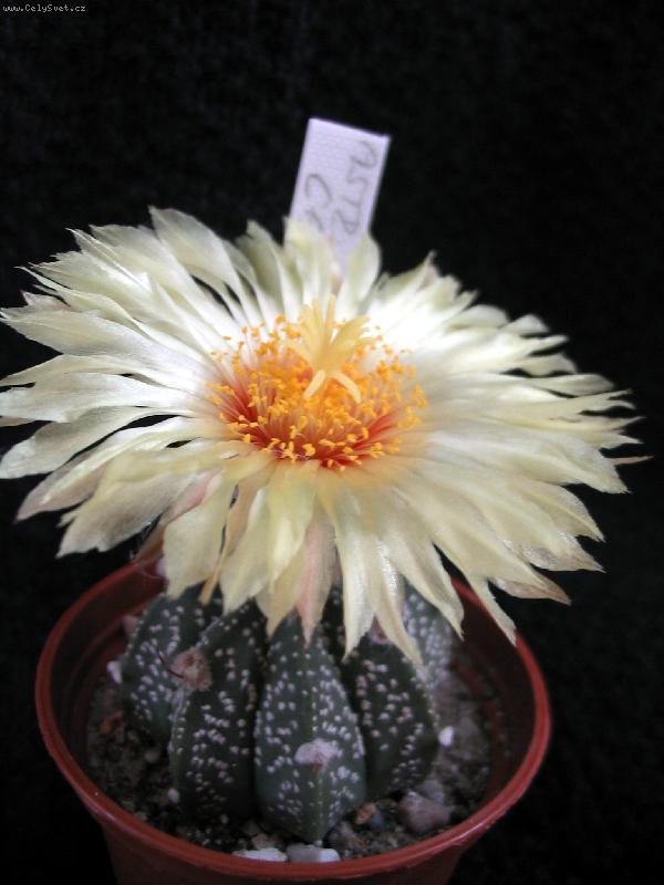 Foto: Astrophytum capricorne x asterias-Kaktus z mé sbírky