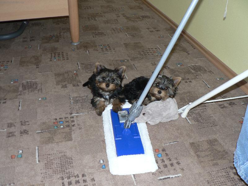 Foto: malé uklízečky:)-haloooo paničko...jdeme uklízet:)