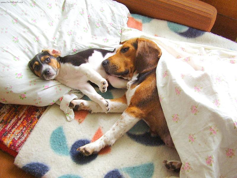 Foto: JÉ,UŽ ZASE STÁVAT!-BÍGLÍCI