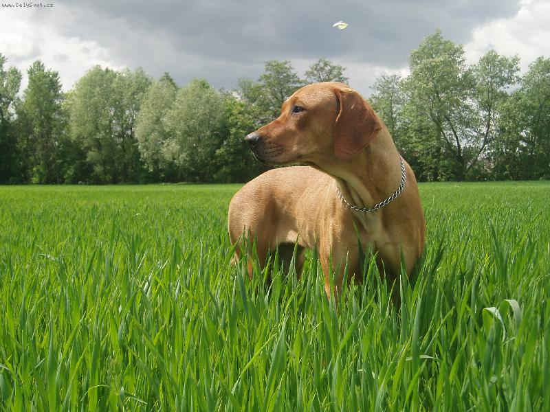 Foto: Aerinka a motýl