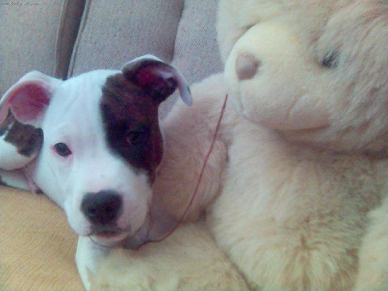 Foto: Nerminátor-Méďové..