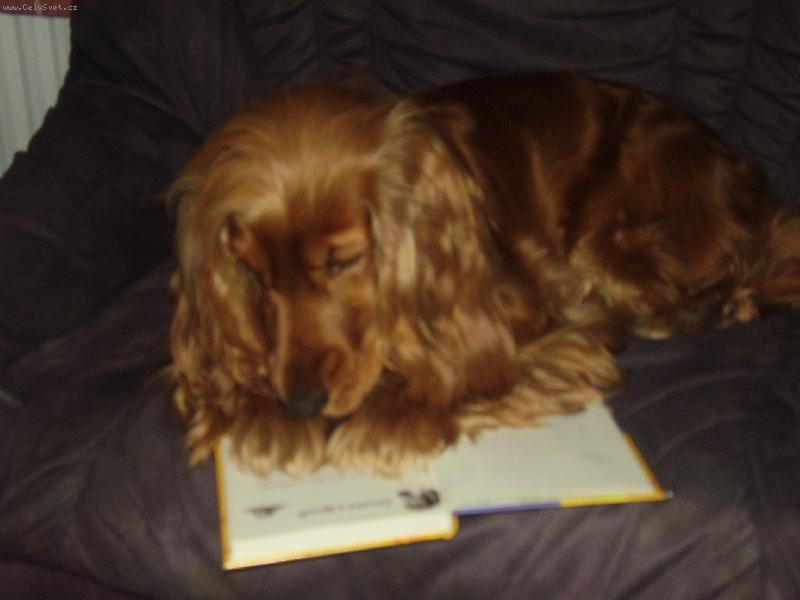 Foto: Klub  mladých čtenářů-to v žádném případě nemá po mě....:)