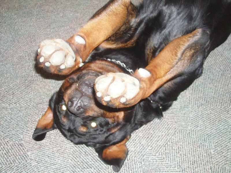 Foto: Paci, paci, pacičky....