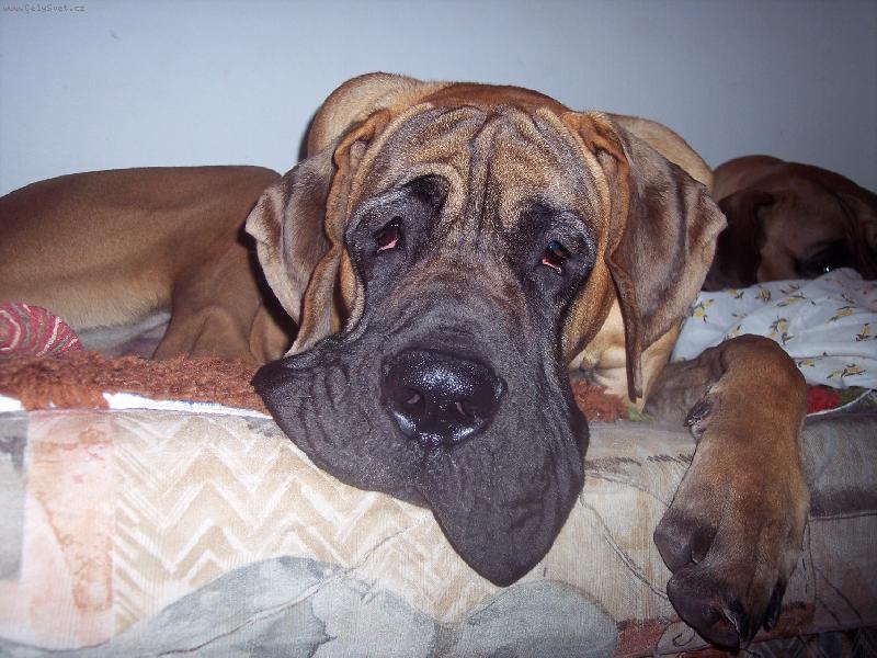 Foto: ODPOČÍVÁM-JSEM UNAVENÝ