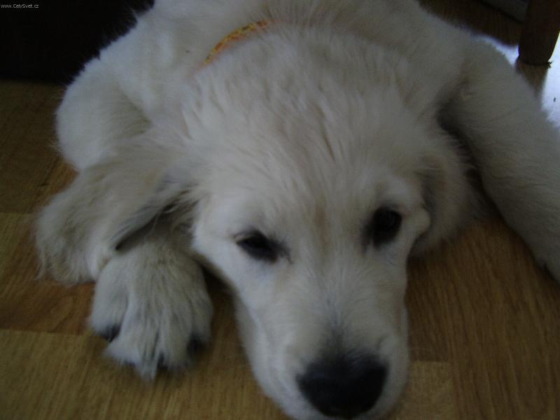 Foto: uz chci spinkat...-Angelo na navstevu u kamose...