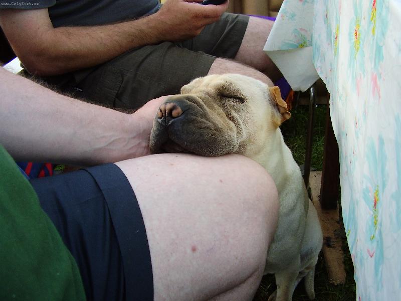 Foto: Zasloužený odpočinek-nejredši odpočívá s hlavičkou položenou na noze pána
