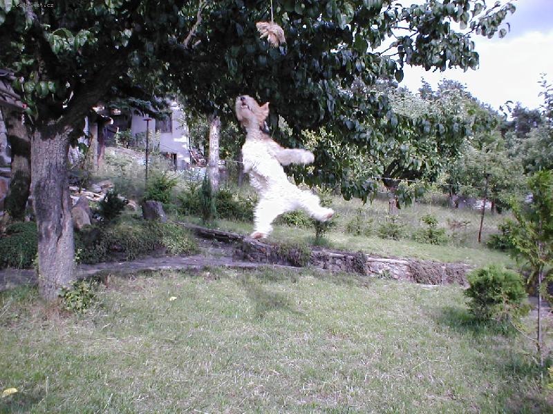 Foto: to je skok že jo.