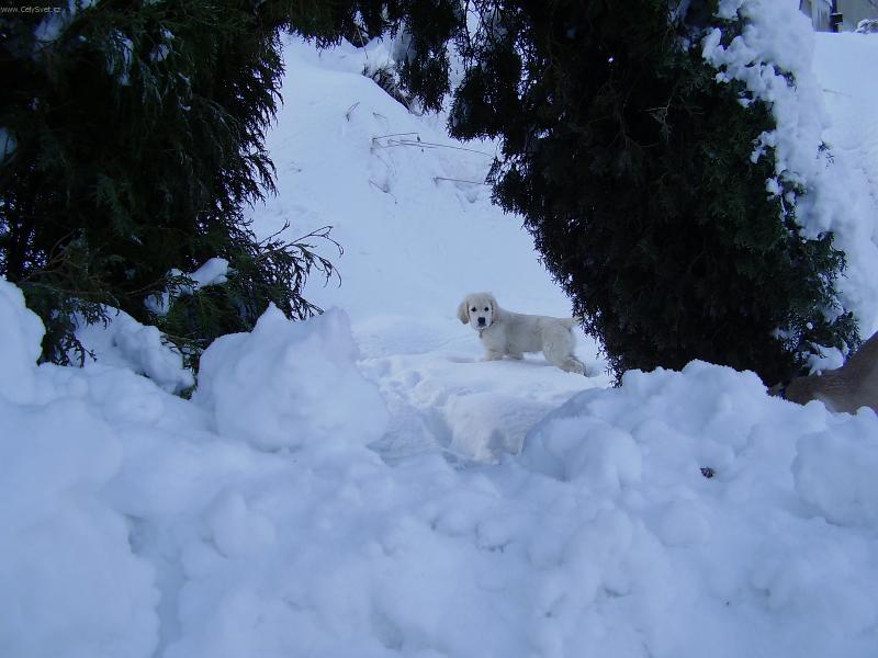 Foto: Angelo u kamose na zahrade...