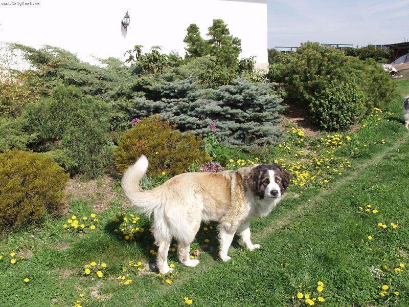 Foto: Barunka ve svém domově-Bára na zahradě