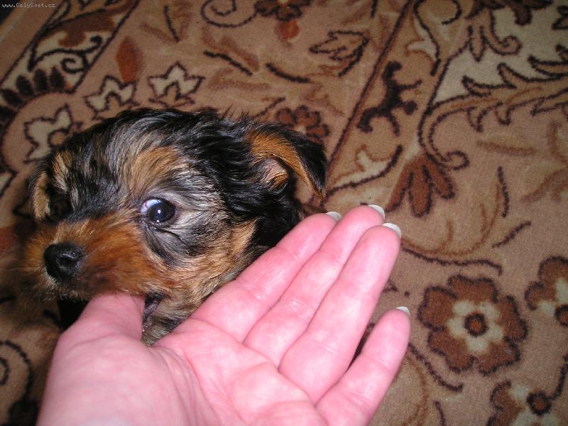 Foto: prcek-počkej až vyrostu