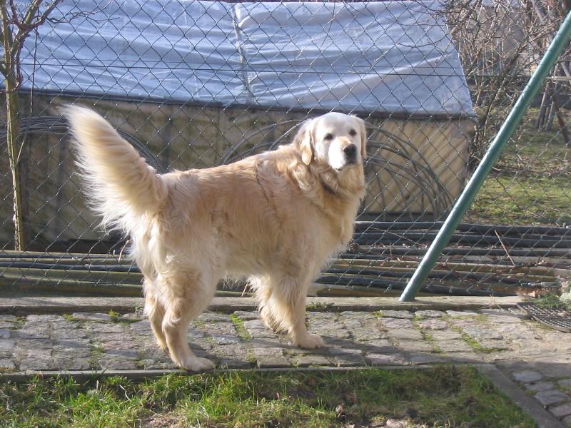 Foto: hUUUUUUU-kde beželo to kure??