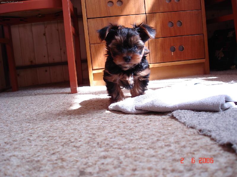 Foto: bacha ,koušu ,trhám.