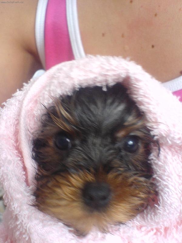 Foto: Bobíček Speeďánek-To je náš tučňáček