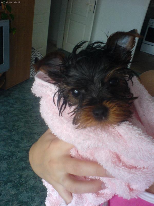 Foto: Bobíček Speeďánek-Speedinka po koupání