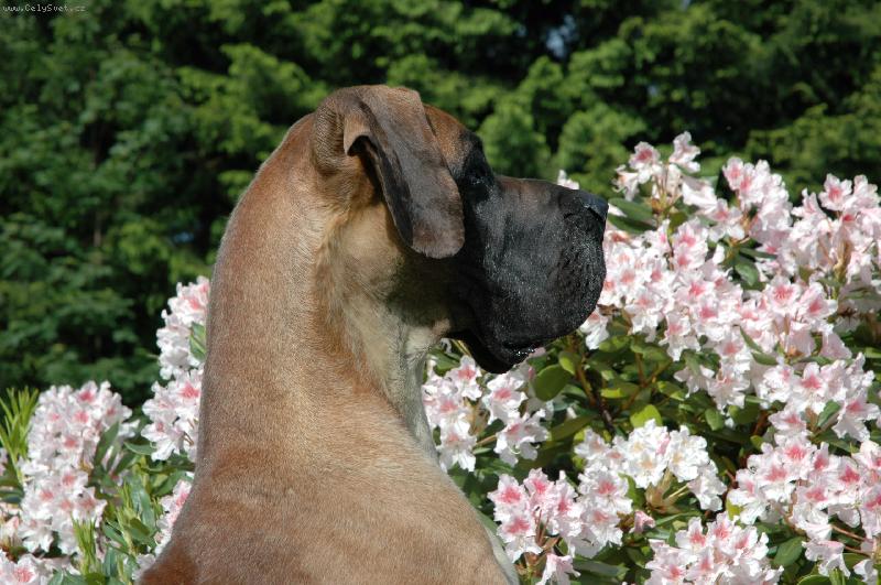 Foto: Akki Sylvadog Bohemia-jsem důležitá