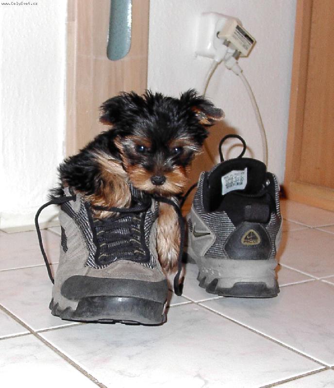 Foto: Roník v botě