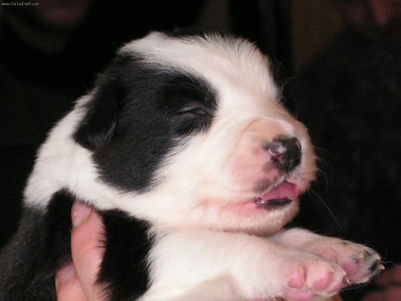 Foto: Můj pes snů.-No neni rozkošná?!!