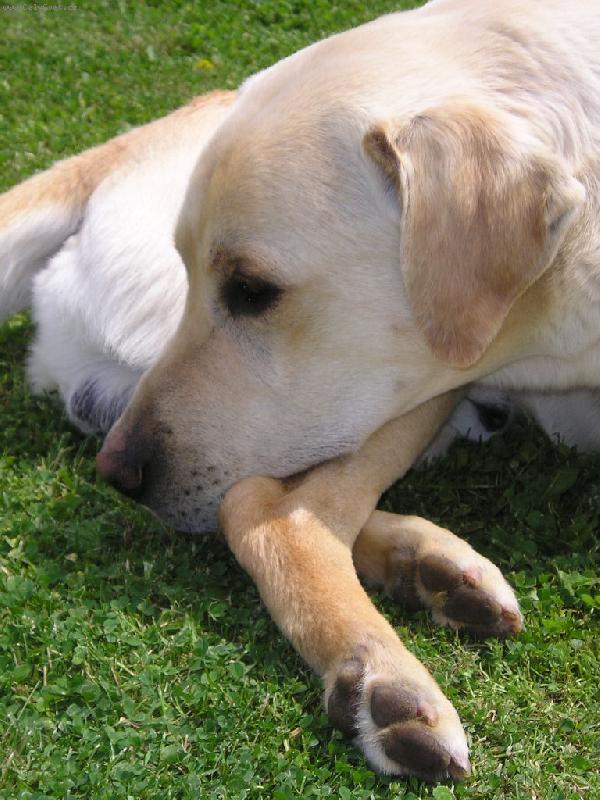 Foto: Odpočinek-Už mi dejte pokoj...