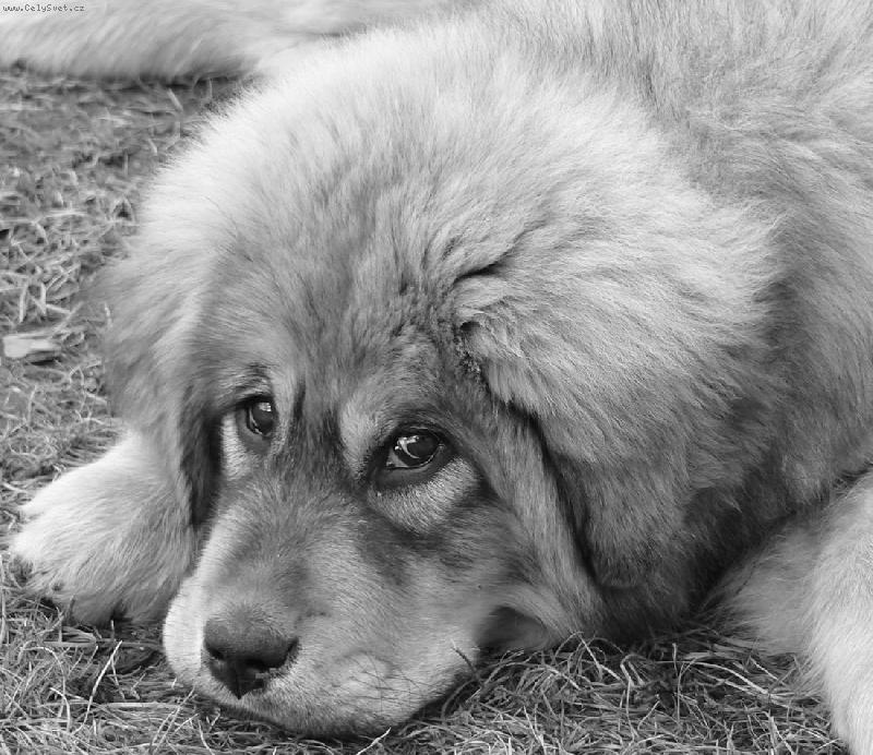 Foto: Dakynka-3 měsíce