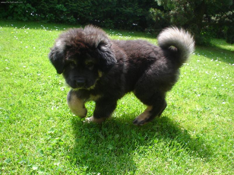 Foto: Né, mně se rozhodně nohy nepletou!