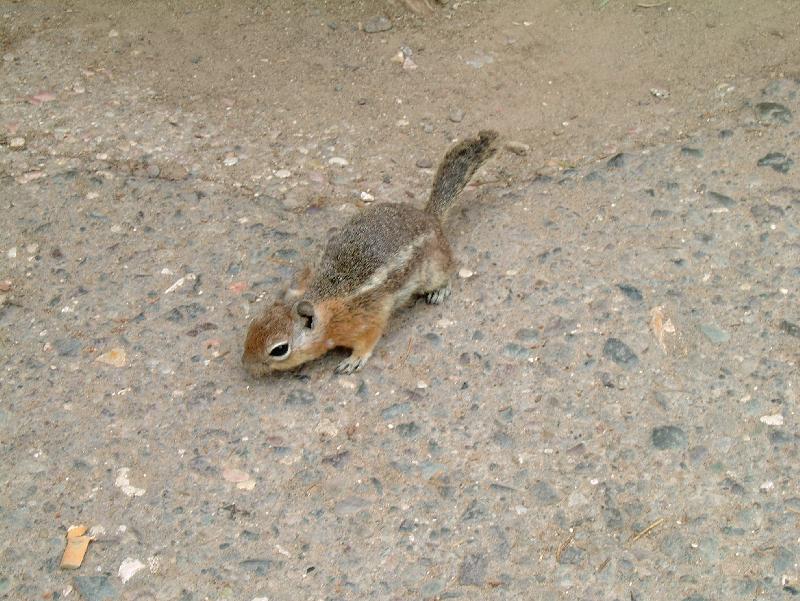 Foto: Veverka kuřačka-Zemní veverka v Utahu