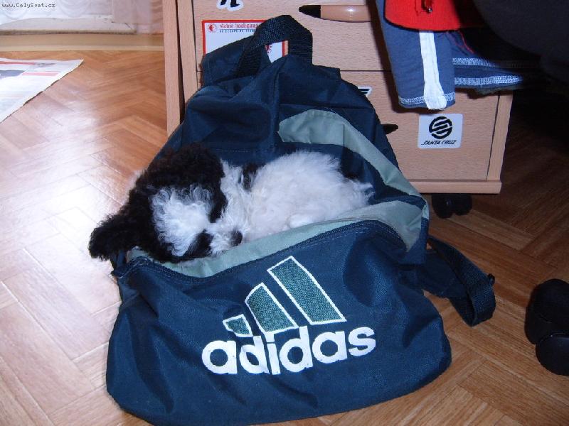 Foto: Apollo-Na školní tašce se mi spí nejlíp