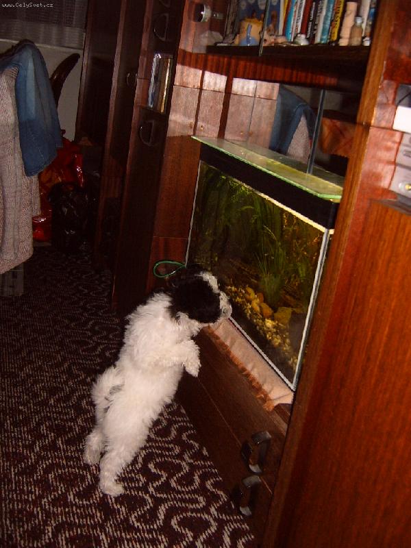 Foto: Apollo-Miluju rybičky