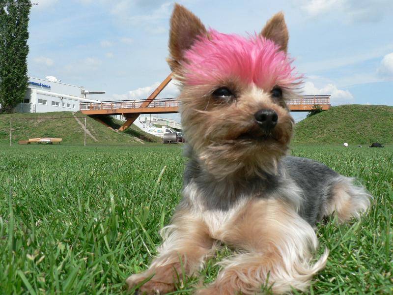 Foto: Akinka parádnice-tohle je náš extravagantní jork