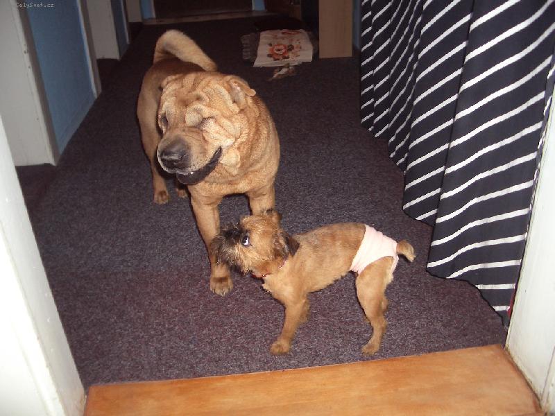 Foto: Naše Bou-I psi maji své dny