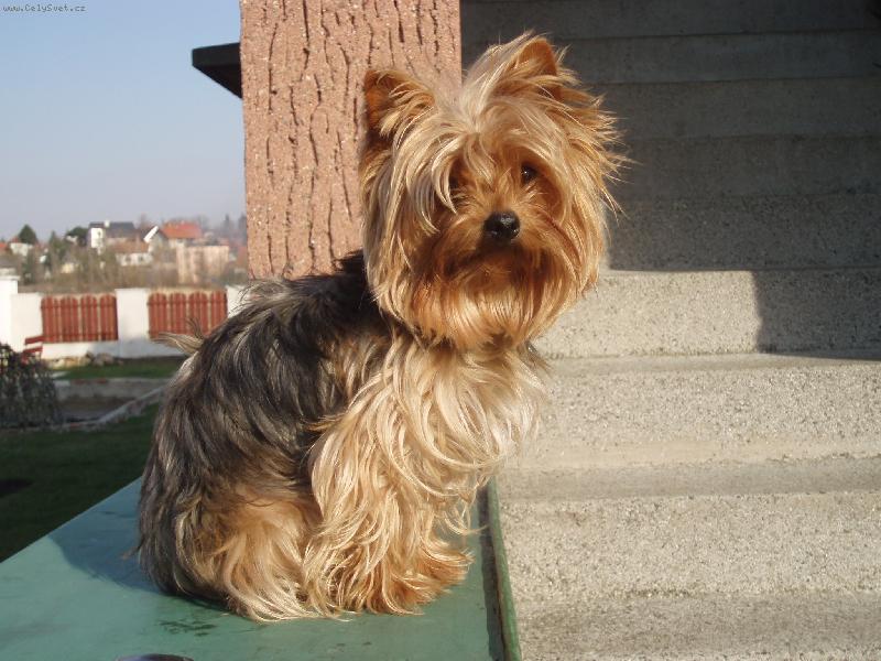 Foto: Samanta-na zahradě