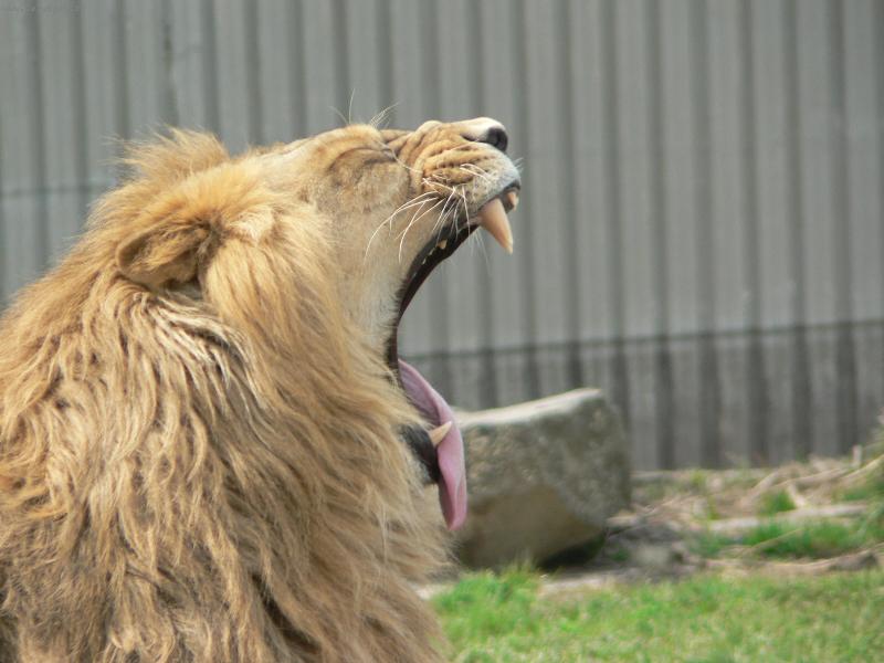 Foto: Kočička-Jen tak si trochu zívnout :)