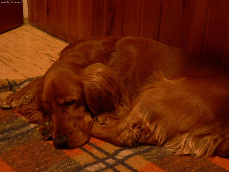 Foto: Kokřík-Spinkání