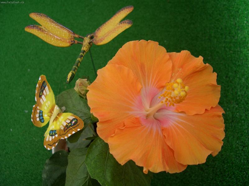 Foto: oranžová krása ibišku-oranžový ibišek