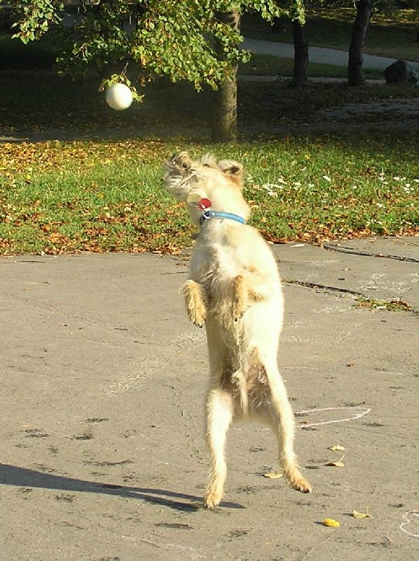 Foto: Chytající Šmudla