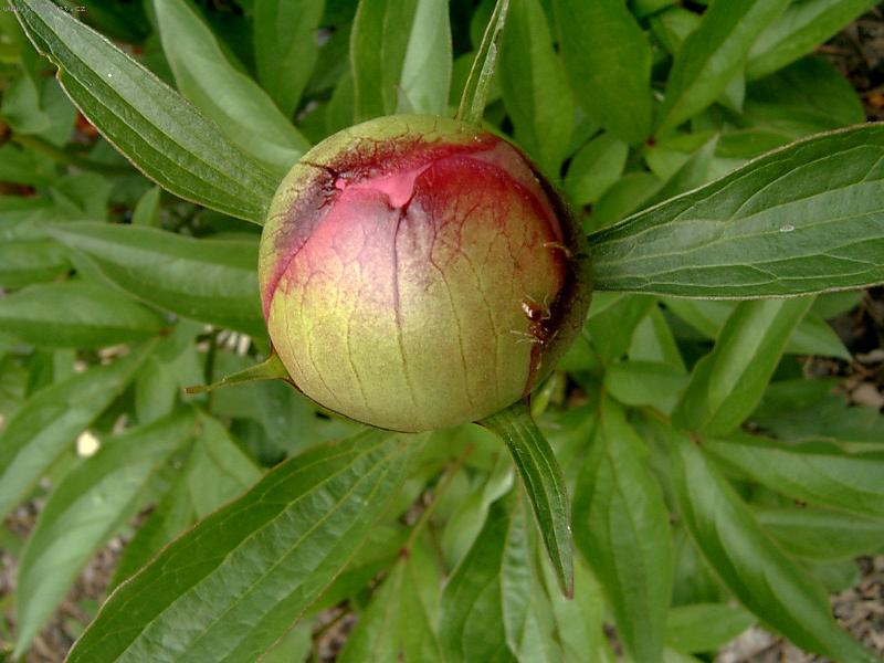 Foto: Kudy do pivoňky?