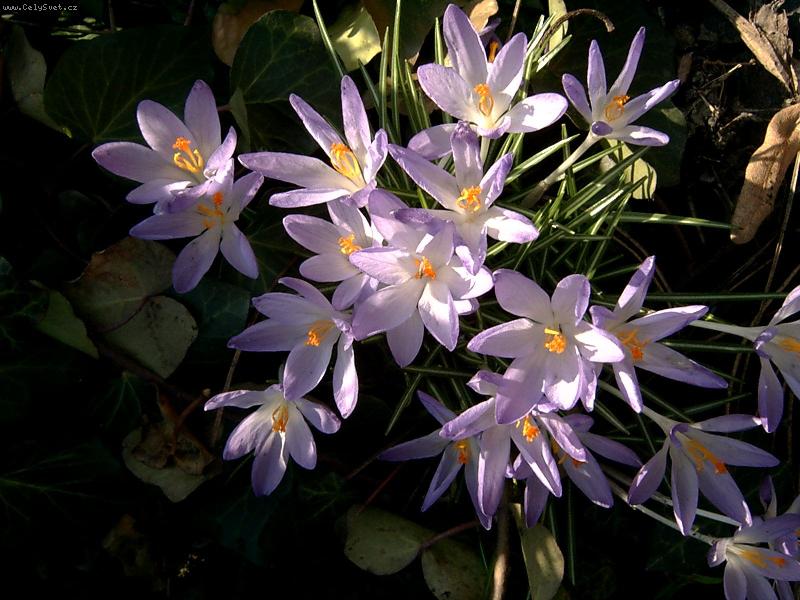 Foto: Konečně jaro-Krokusky