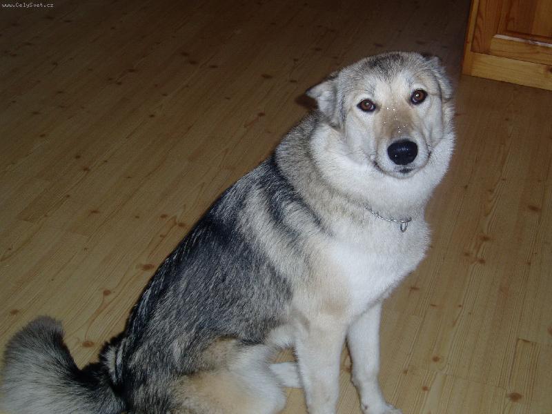 Foto: Láskyplný kukuč