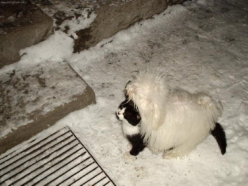 Foto: Živý kožich-To je ale teploučko.