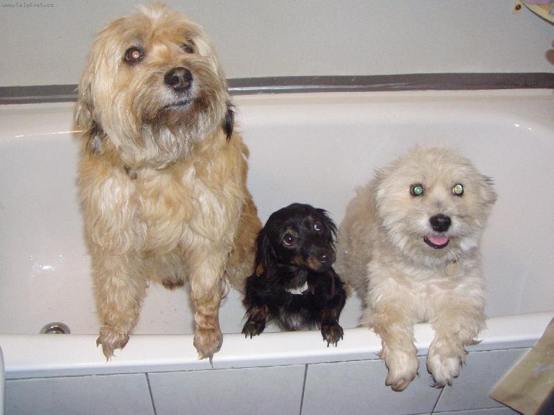 Foto: Tři dámy ve vaně!!!-Takhle mi to děláme, ne jako vy lidi!!!