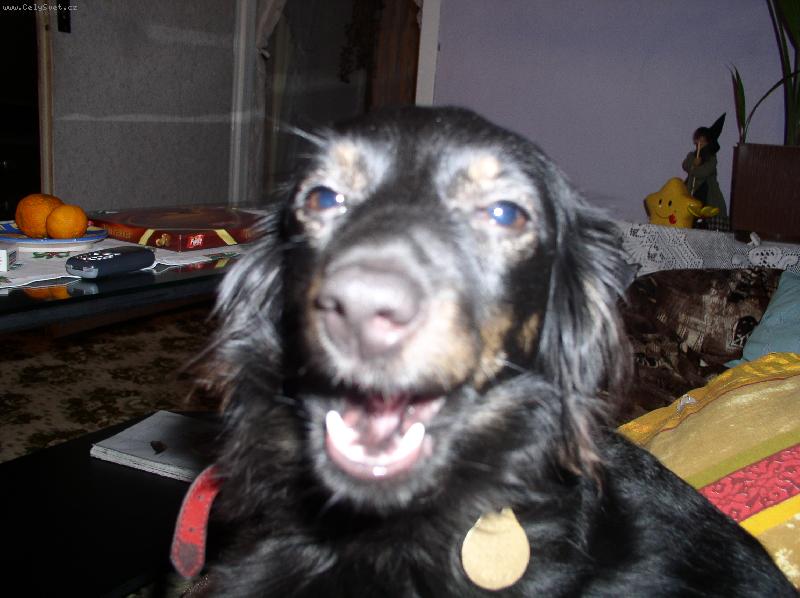 Foto: Paní Merrynková-Zívám nad Vámi!!!